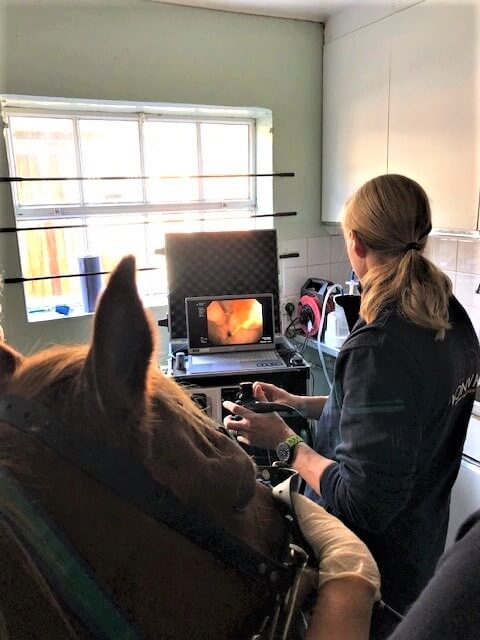 equine gastroscope